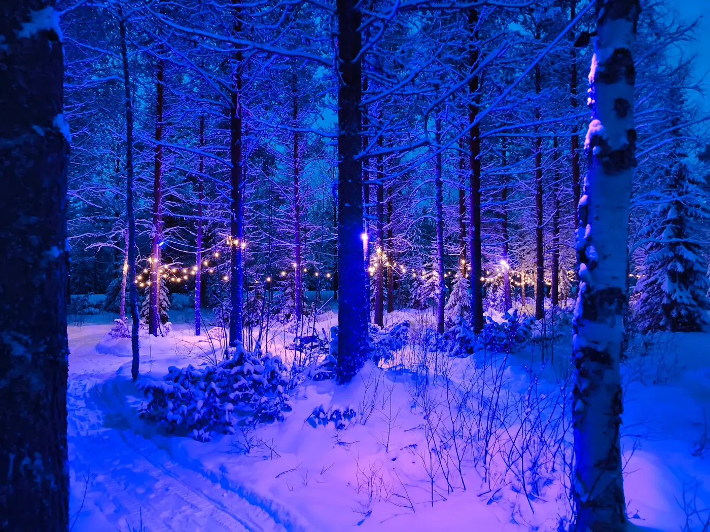 Snowy illuminated forest at Santa Forest near Rovaniemi in Lapland